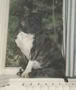 Little Brindle Bess Of Bethane | Staffordshire Bull Terrier 