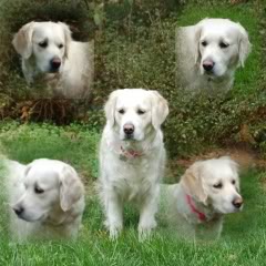 Countrylane Devon Chris Ti | Golden Retriever 