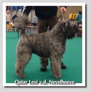 Qatar Lexi v.d. Nevelhoeve | Bouvier des Flandres 