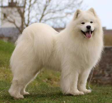 Smiling Snowball My X-Factor | Samoyed 