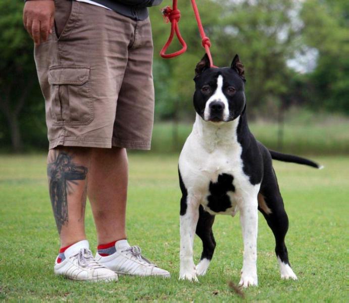 Panda the Playmate of Sweet Gangland | American Staffordshire Terrier 