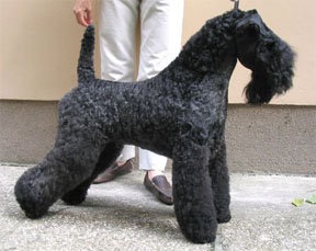 Torums Smokey Chisholm | Kerry Blue Terrier 