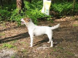 Devons Wood's Macho | Parson Russell Terrier 