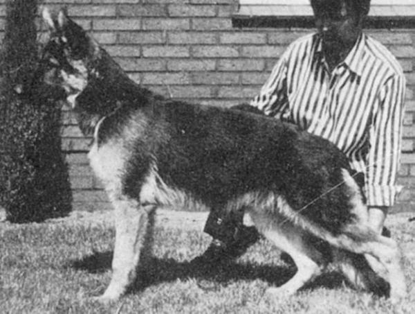 Arro v Alten Turm | German Shepherd Dog 