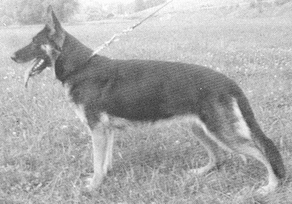 Evi aus der Hans-Böckler-Straße | German Shepherd Dog 