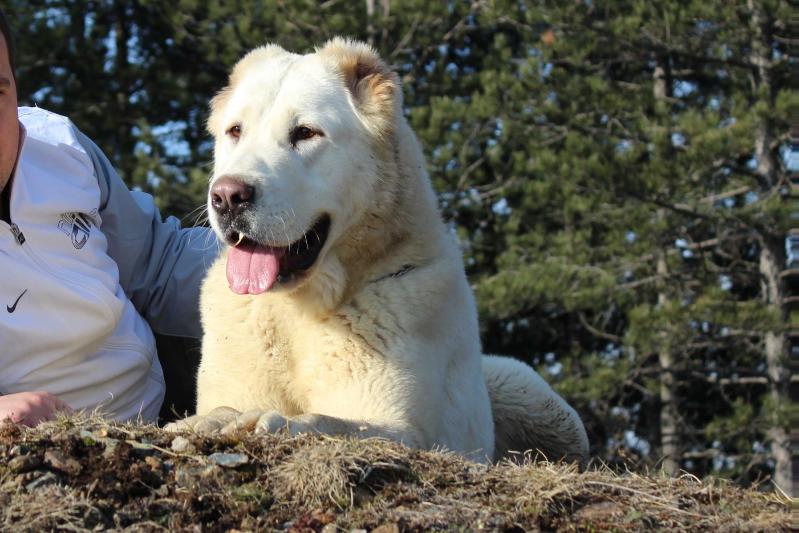 Pahulja | Central Asian Shepherd Dog 