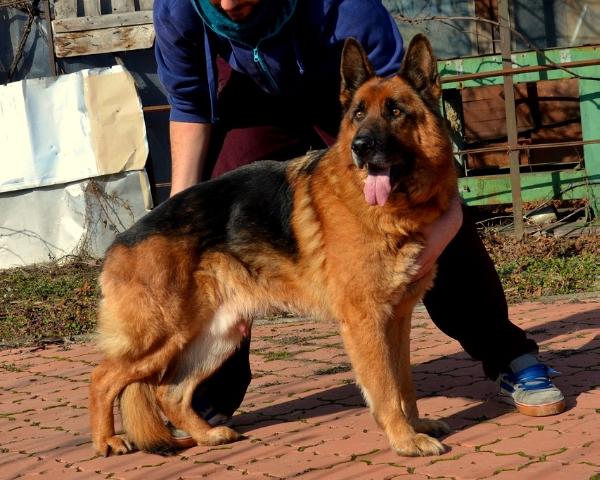 Avar von der Samoschtal | German Shepherd Dog 