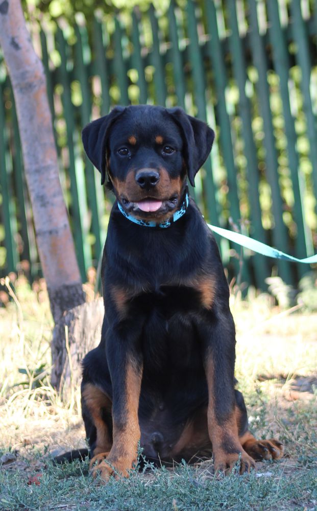 Urfin Juise Teren | Rottweiler 