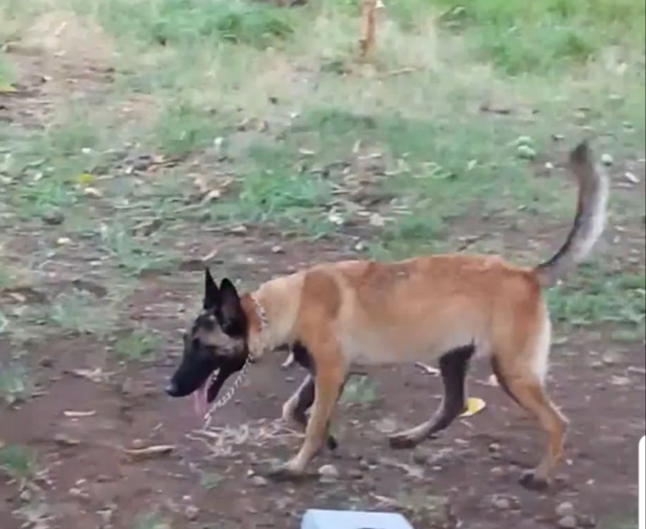 Manalo K9's Ingrid | Belgian Malinois 