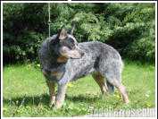 Landmaster Looklikeangel | Australian Cattle Dog 