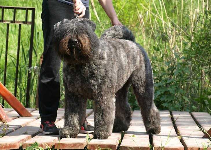 Mullomm Erick Rhianna | Bouvier des Flandres 