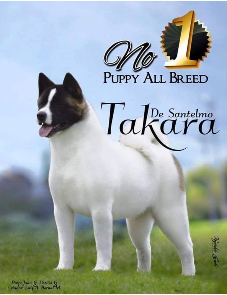 Takara De Santelmo | Akita 