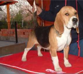 Brilliant Buddy Bred | Beagle 