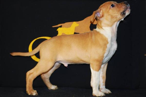 Goldroad´s This One Goes Out | American Staffordshire Terrier 