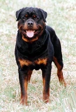 Endy von der Kurpfalz | Rottweiler 