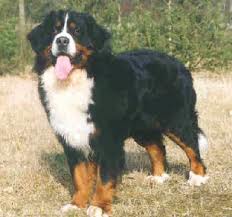 Pjotter van de Samaika | Bernese Mountain Dog 