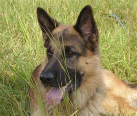 Vestegnen's Inco | German Shepherd Dog 