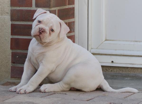 ONIX BULLDOGISLAND | American Bulldog 