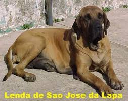 LENDA DE SAO JOSE DA LAPA | Fila Brasileiro 