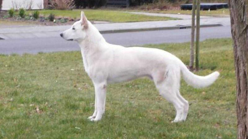 Erijane Fabel Von Piersigilli | White Swiss Shepherd Dog 