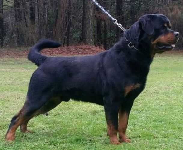 Etch vom Hause Harless | Rottweiler 