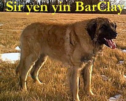 Sir Yen-Yinbar-Clay of Pelgrims Ring | Leonberger 