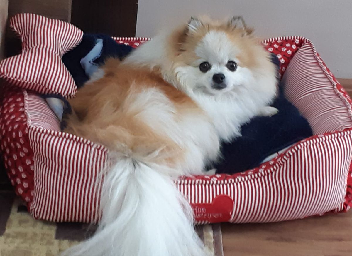 Mel Domenechs'Dog | Pomeranian 