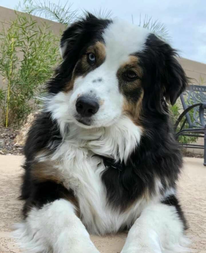 MLC's Raven AKA Baylor Surchik | Australian Shepherd 