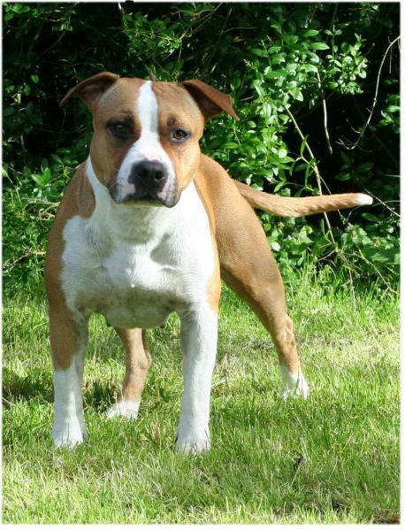 Angie's X-citing Sex On The Beach | American Staffordshire Terrier 