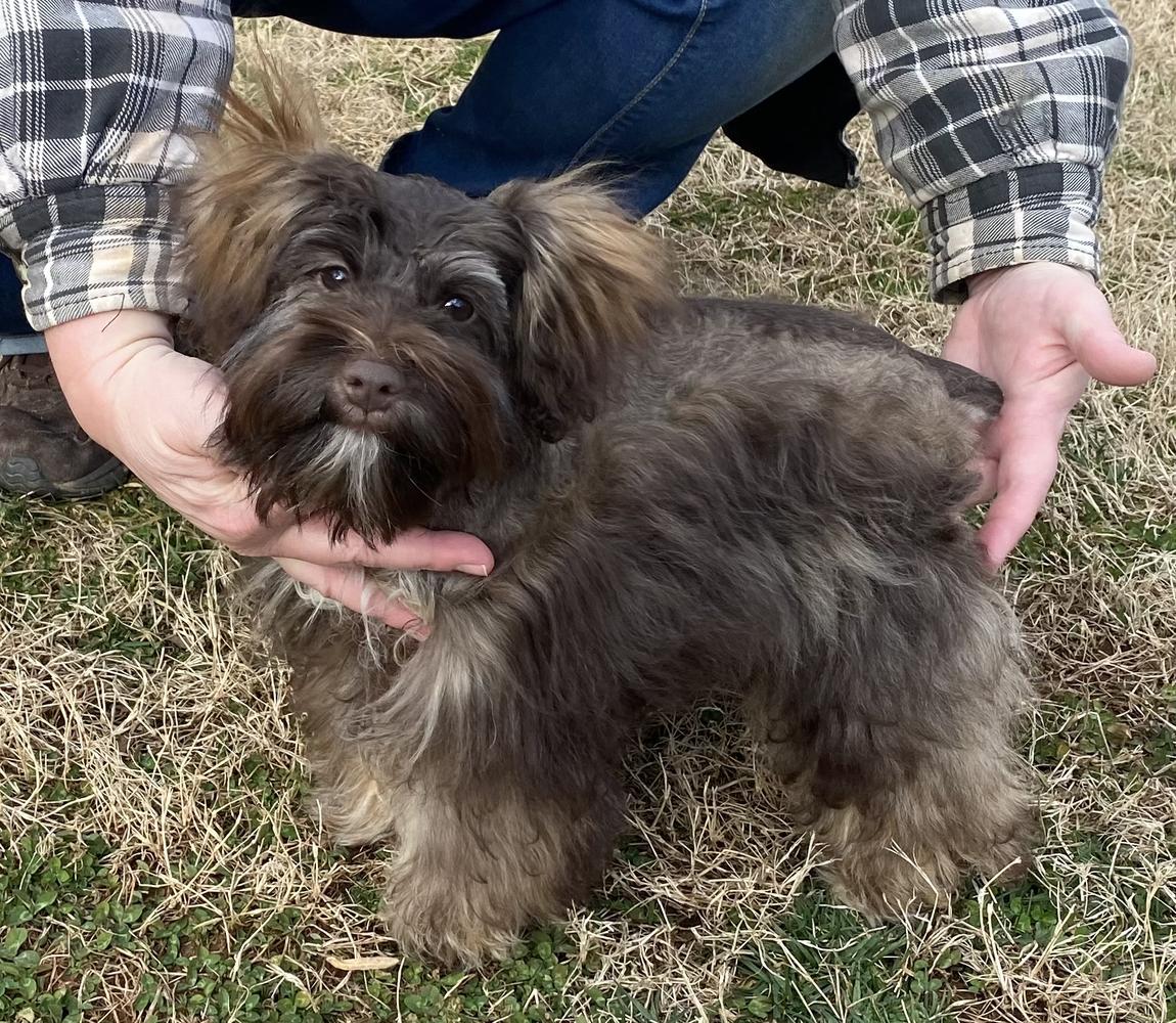 CAROLINA LEGACY'S ADELE | Miniature Schnauzer 