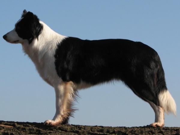 Cat Ballow Hardy Horde | Border Collie 