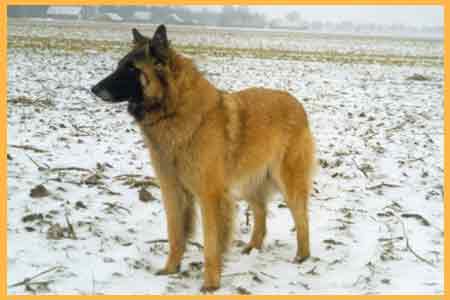 bowi v. flynn-i-noor | Belgian Tervuren 