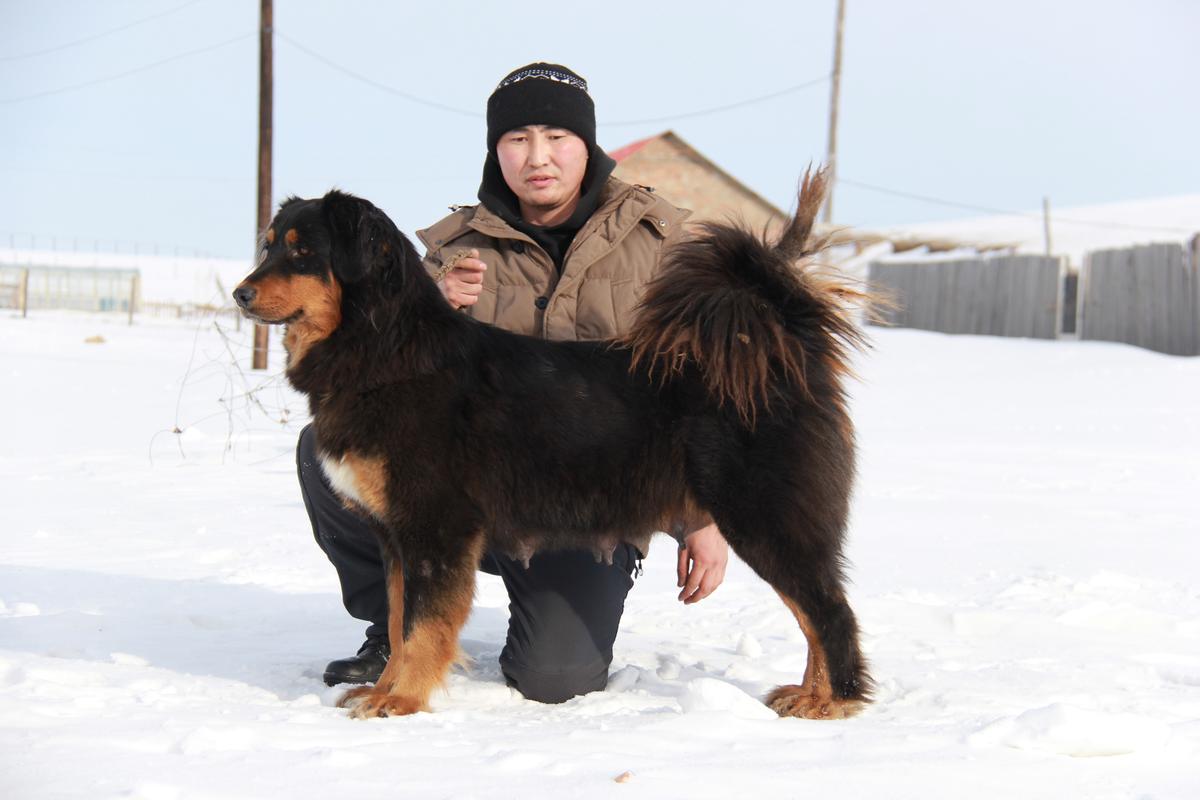 Uuguul Khulan | Tibetan Mastiff 