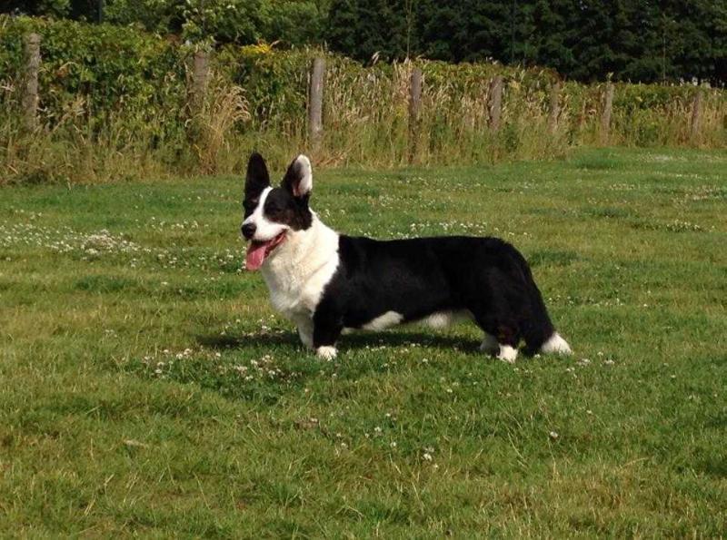 Floatin' Merry Merlin | Cardigan Welsh Corgi 