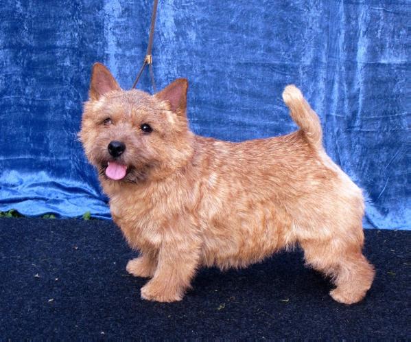 Nanstop Indeed | Norwich Terrier 