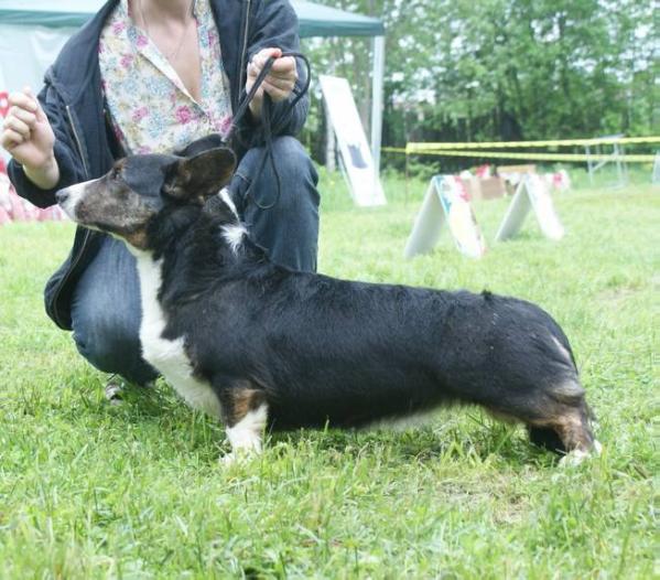 Zamok Svyatogo Angela Chandra | Cardigan Welsh Corgi 