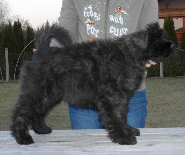 Elise de la Colline Verte Dijon | Bouvier des Flandres 