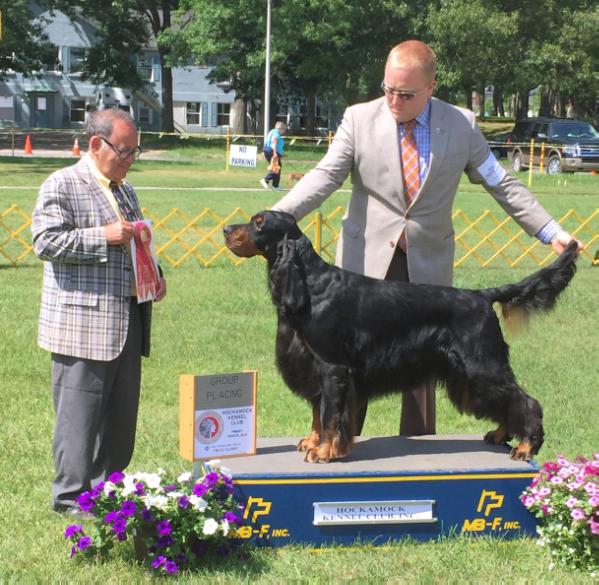 Brynbar Tamarack Sonic Boom | Gordon Setter 