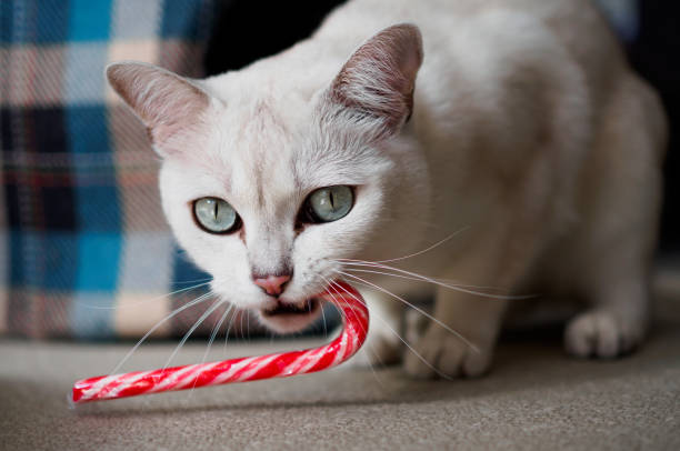 Burmilla Cat