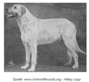 Kerryman of Boroughbury | Irish Wolfhound 