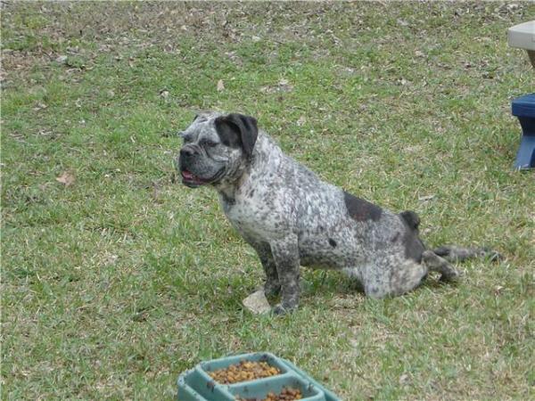 BMK Ester Lou | Olde English Bulldogge 