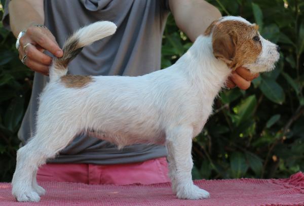 Granlasco Catwoman | Jack Russell Terrier 