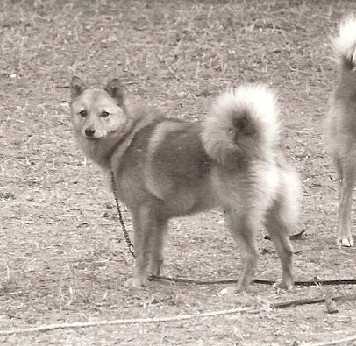 Cullabine RUBY | Finnish Spitz 