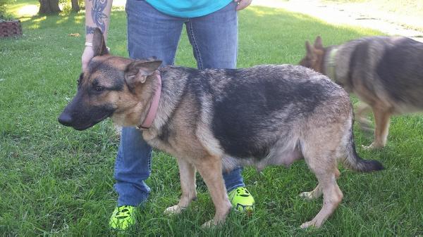 Mia Rain Pearce | German Shepherd Dog 