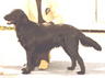 Parkburn Brandy Boy | Flat-Coated Retriever 