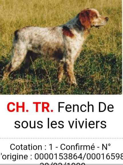 FENCH de sous les viviers | Brittany 