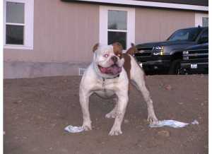 D-Town Beast of BFK | Olde English Bulldogge 