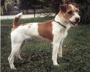 Rednock Myown Muddy | Jack Russell Terrier 