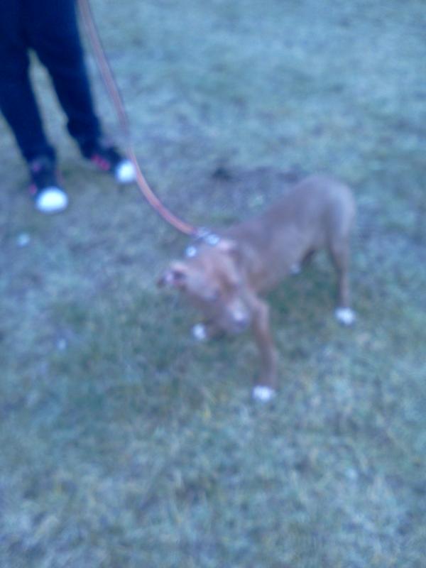 K.'s | American Pit Bull Terrier 