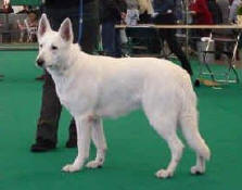 Angel von White Angel | White Swiss Shepherd Dog 